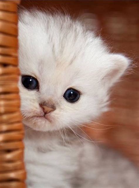 cute kitten videos|cute kitty videos 2021.